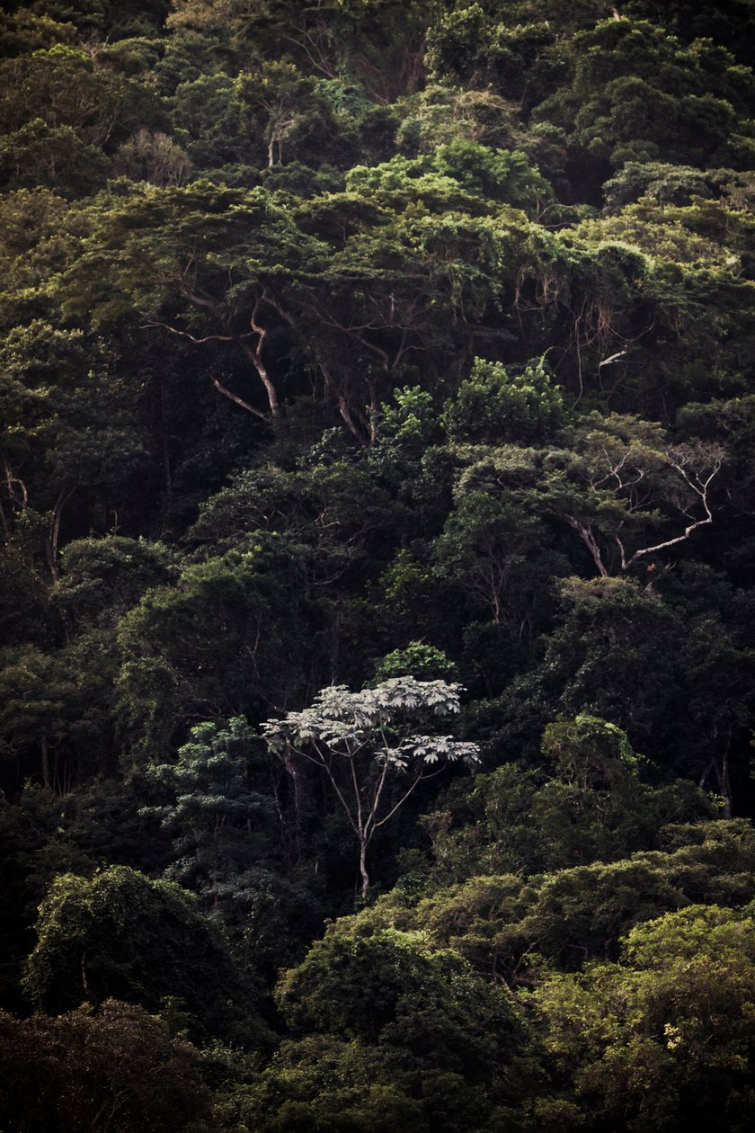 Embauba III, 2019 by Antonio Schubert