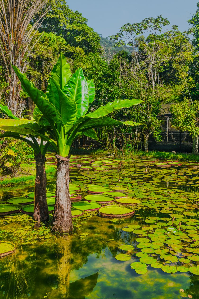Jardim Amazonico by Antonio Schubert: Buy fine art print