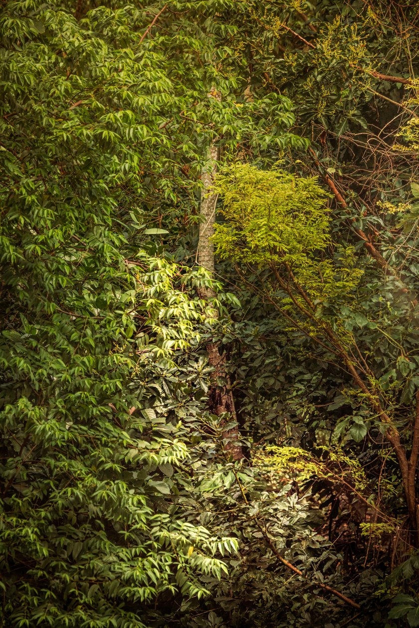 Rain Forest VIII, 2020 by Antonio Schubert