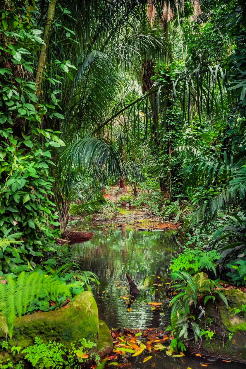 Wet Forest, 2023 by Antonio Schubert