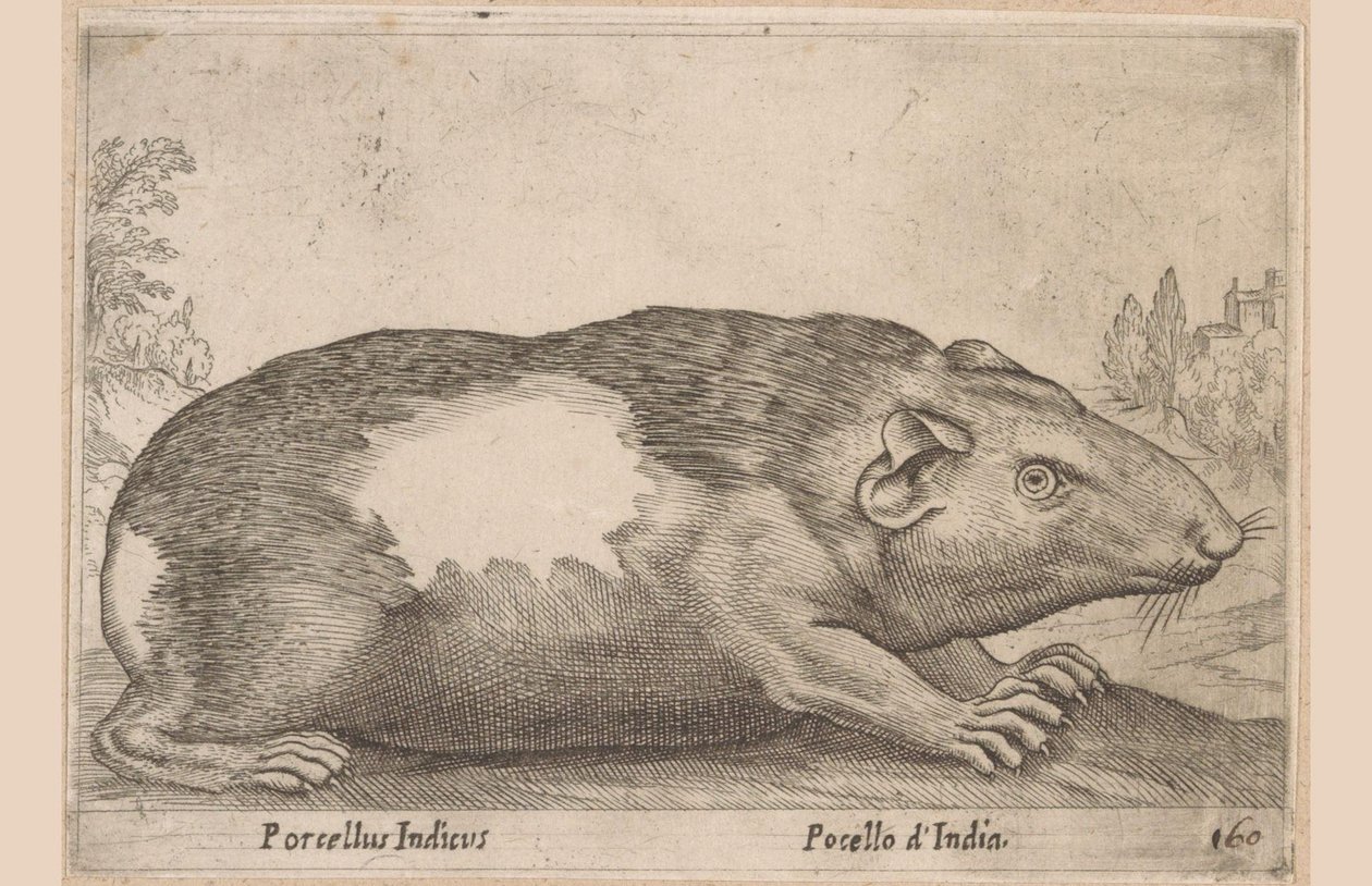 Guinea Pig (Animals and Fabulous Creatures) by Antonio Tempesta