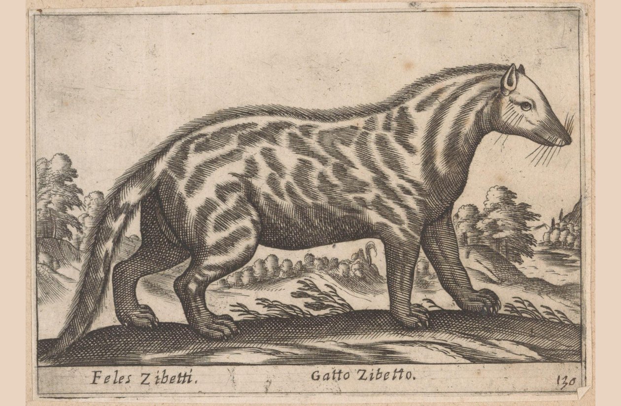 Civet Cat by Antonio Tempesta