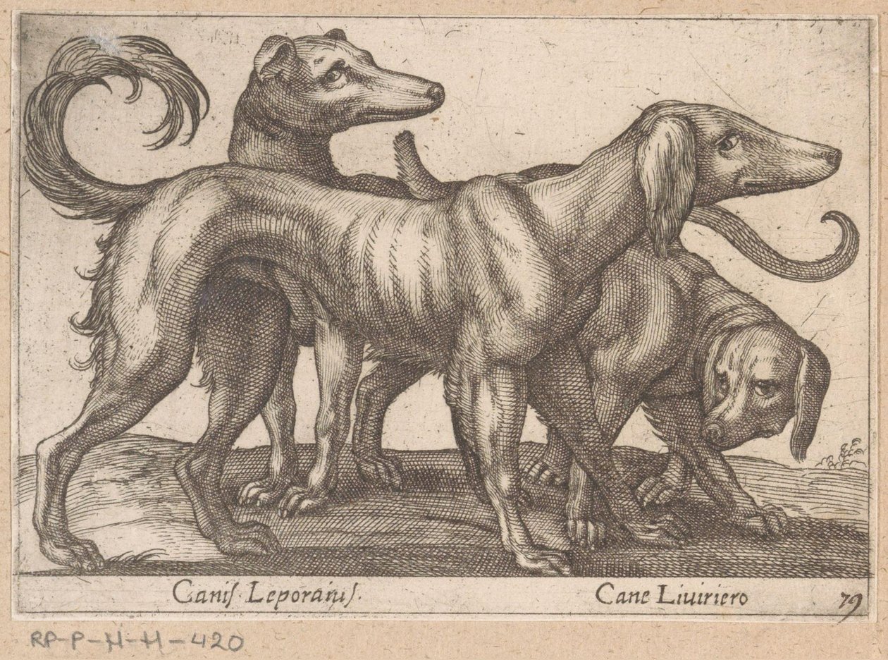 Three Dogs by Antonio Tempesta