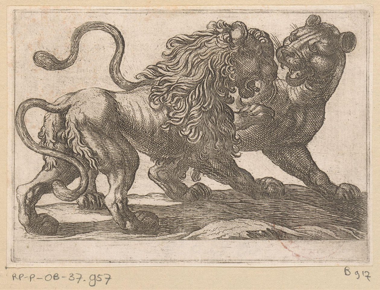 A Lion Fighting with a Lioness by Antonio Tempesta