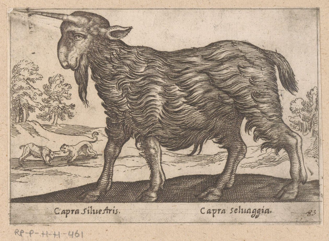 Goat with One Horn (Capra Silvestris/Capra Selvaggia)