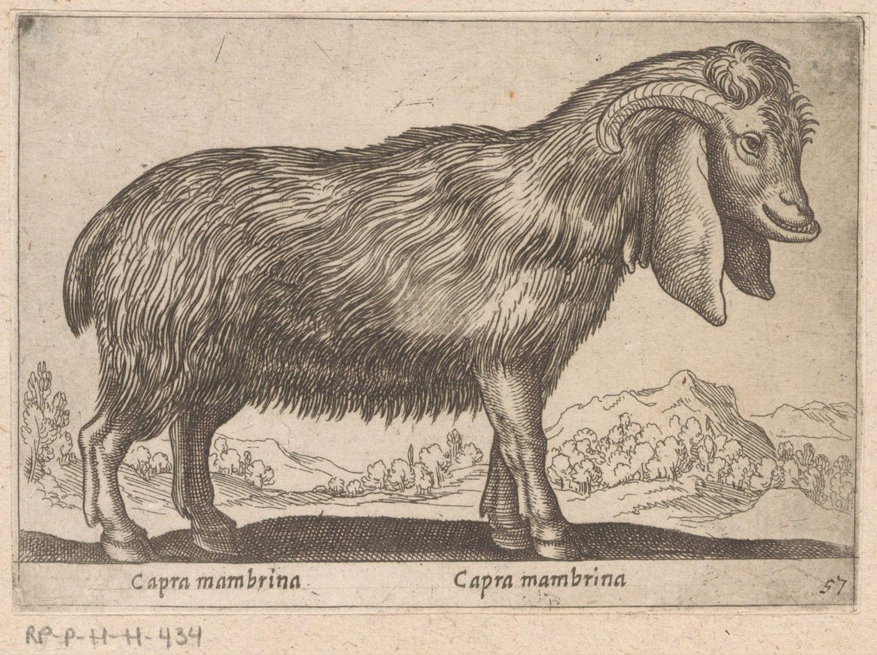Mambrina Goat by Antonio Tempesta