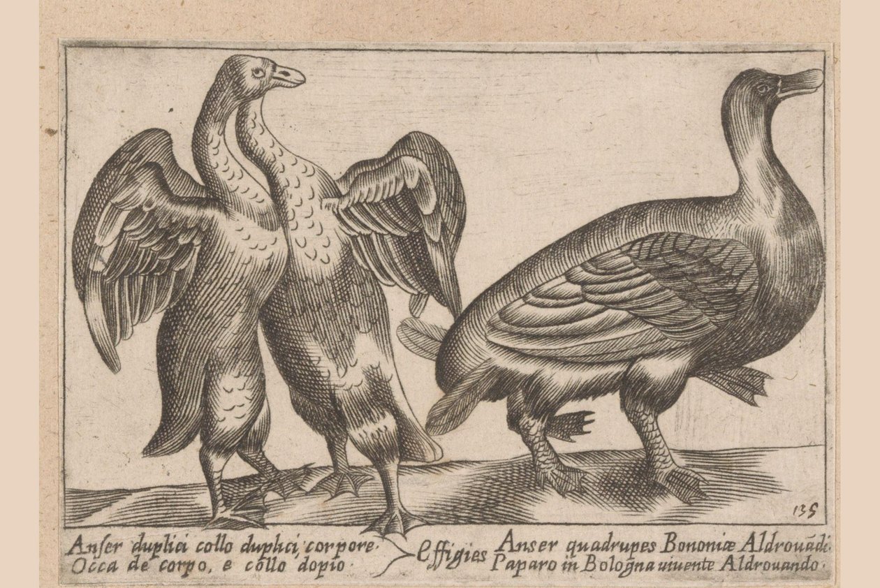 Deformed Geese by Antonio Tempesta