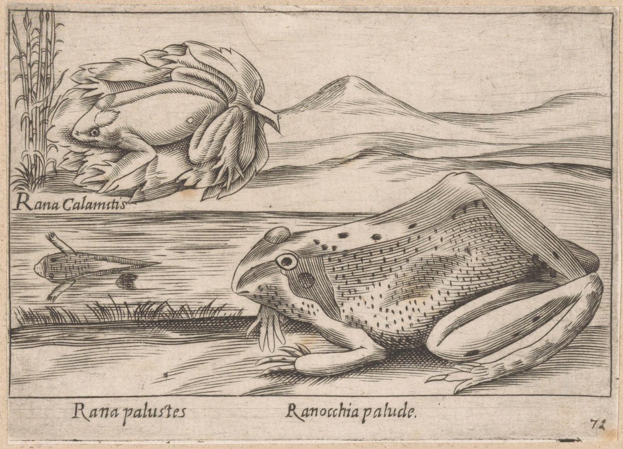 Marsh Frogs by Antonio Tempesta