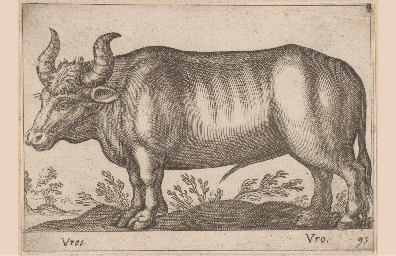 Ox by Antonio Tempesta