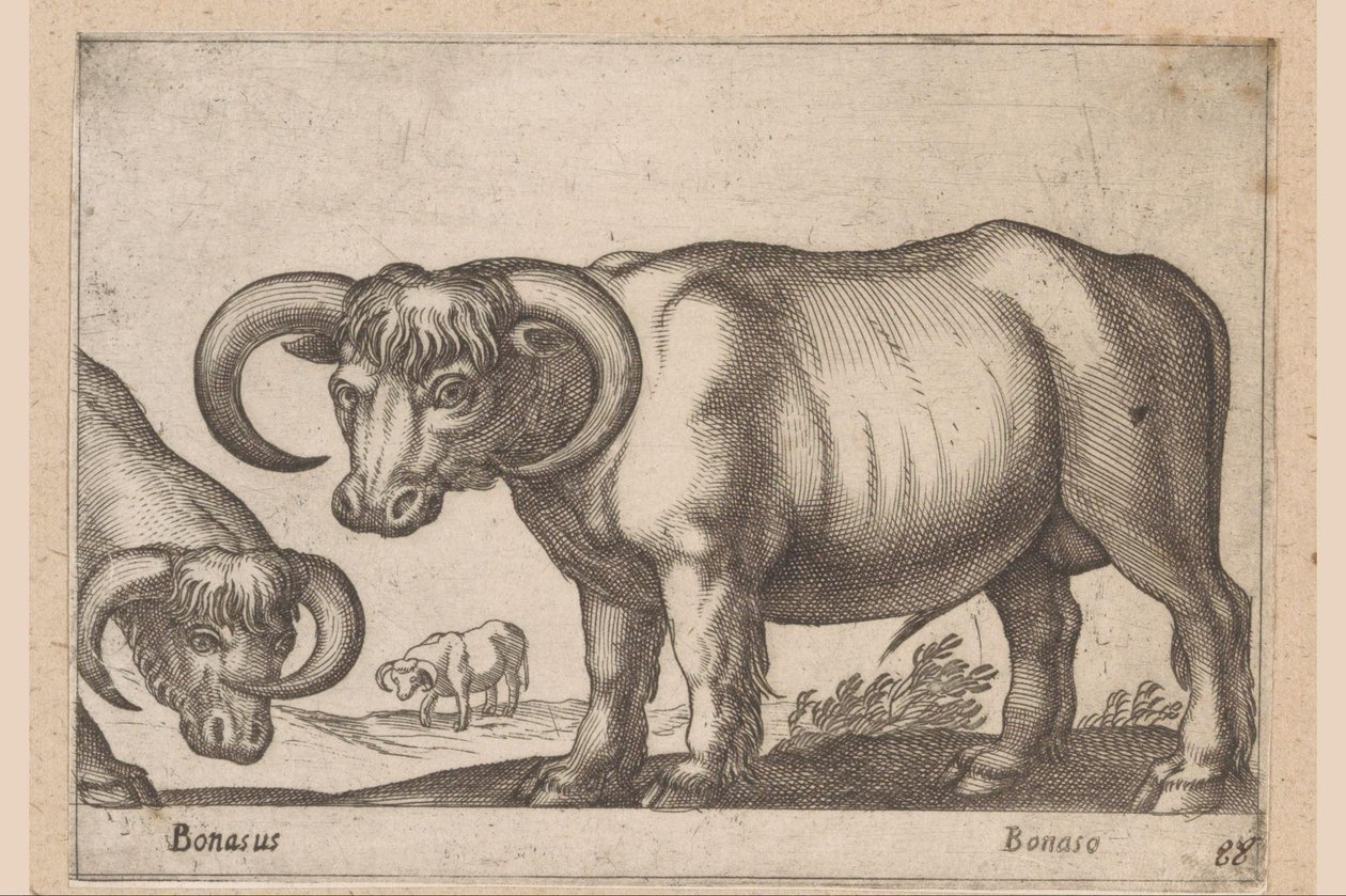 Cattle by Antonio Tempesta