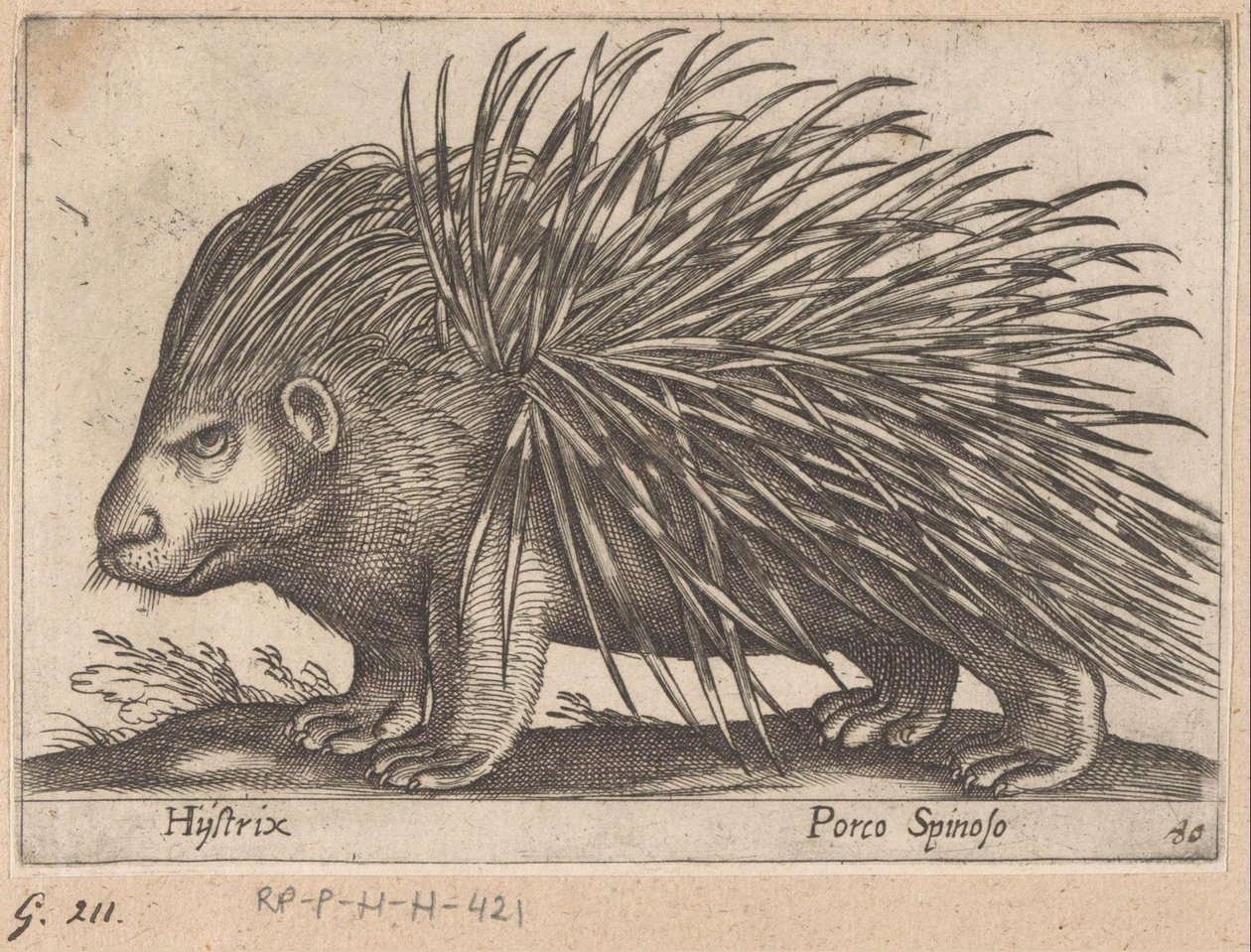 Porcupine by Antonio Tempesta