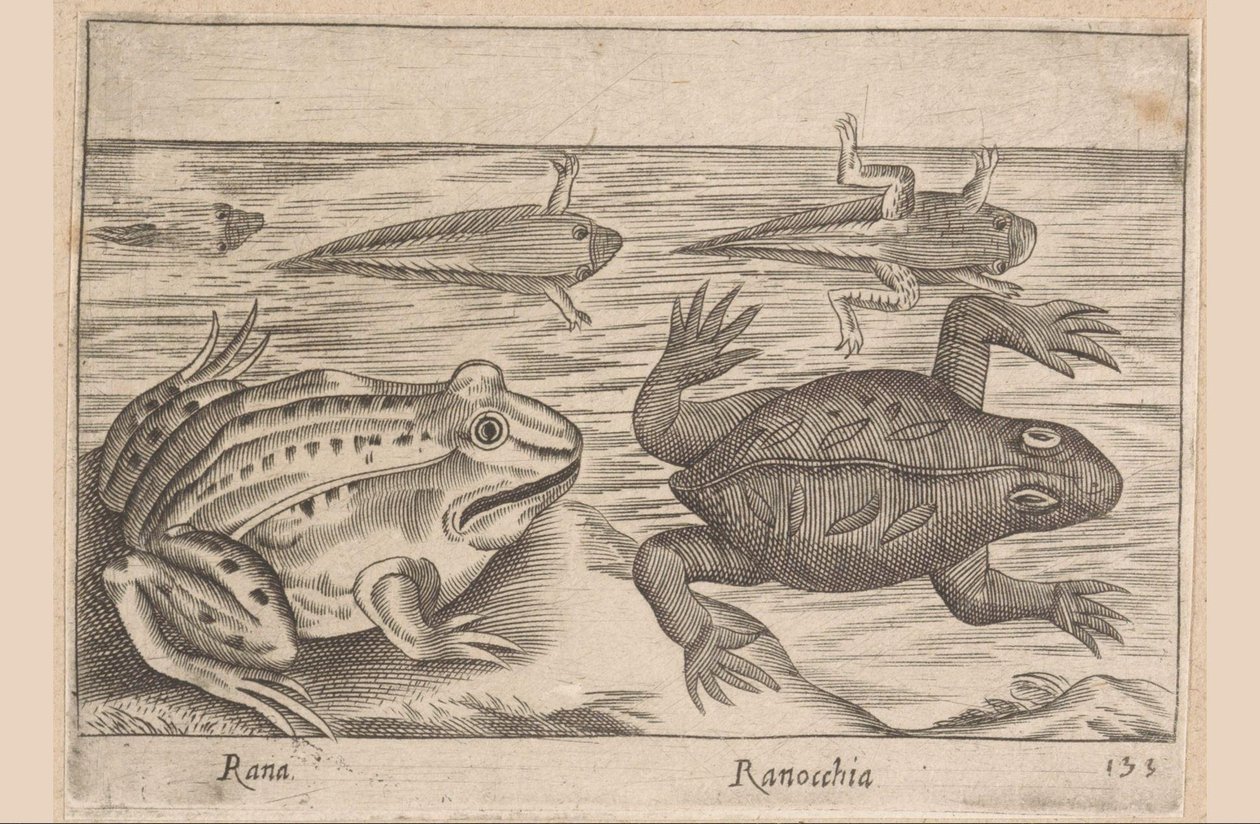 Five Stages of a Frog (Animals and Fabulous Creatures, Nova raccolta de li animali piu curiosi del mondo) by Antonio Tempesta