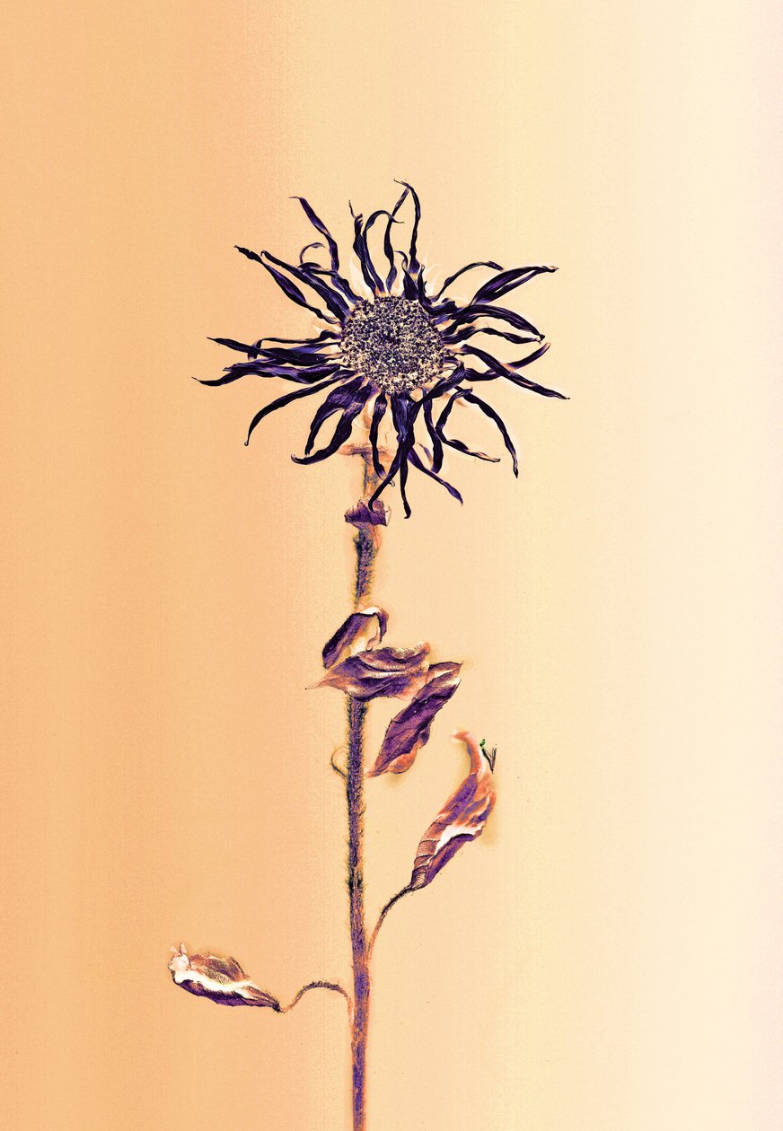 Ancient Flower -Apricot, 2025 by Antonius Antonius