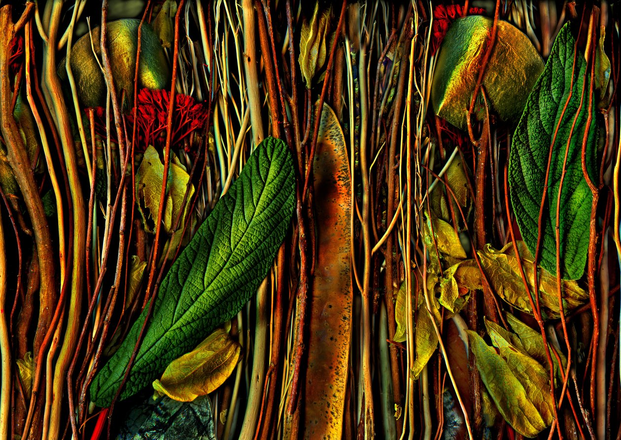 Otherworlds No.79-4, Strange Wood, 2019 by Antonius Antonius