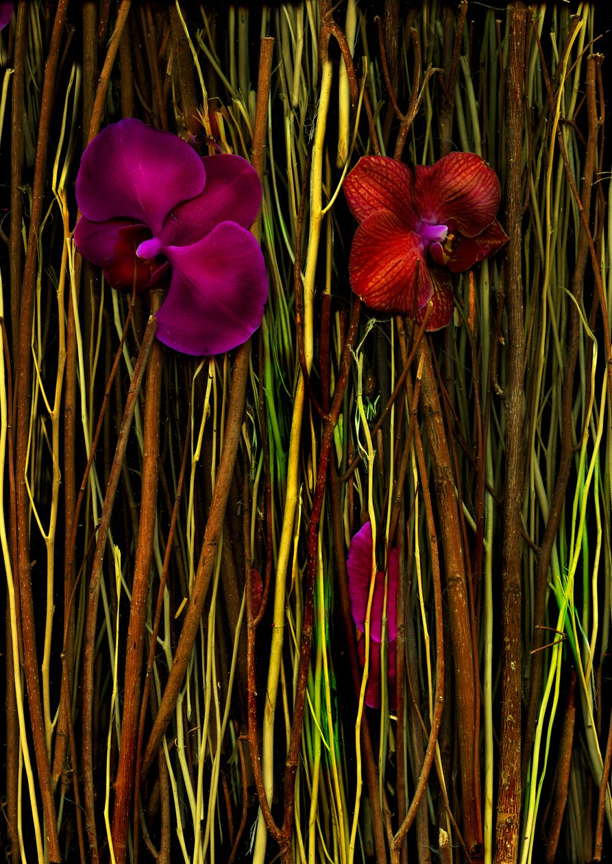 Blossoms No.2, 2014 by Antonius Antonius