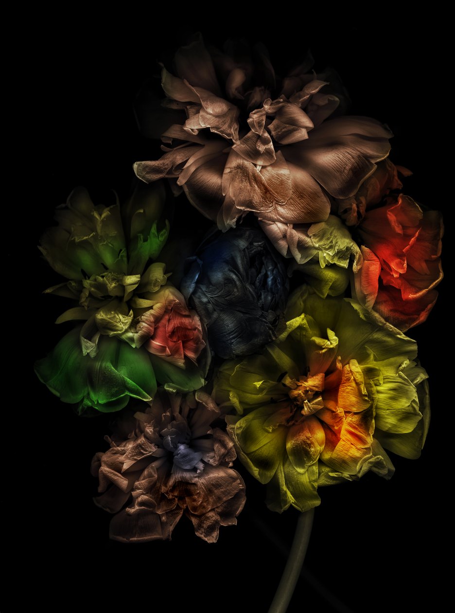 Flowers 13-1, 2025 by Antonius Antonius