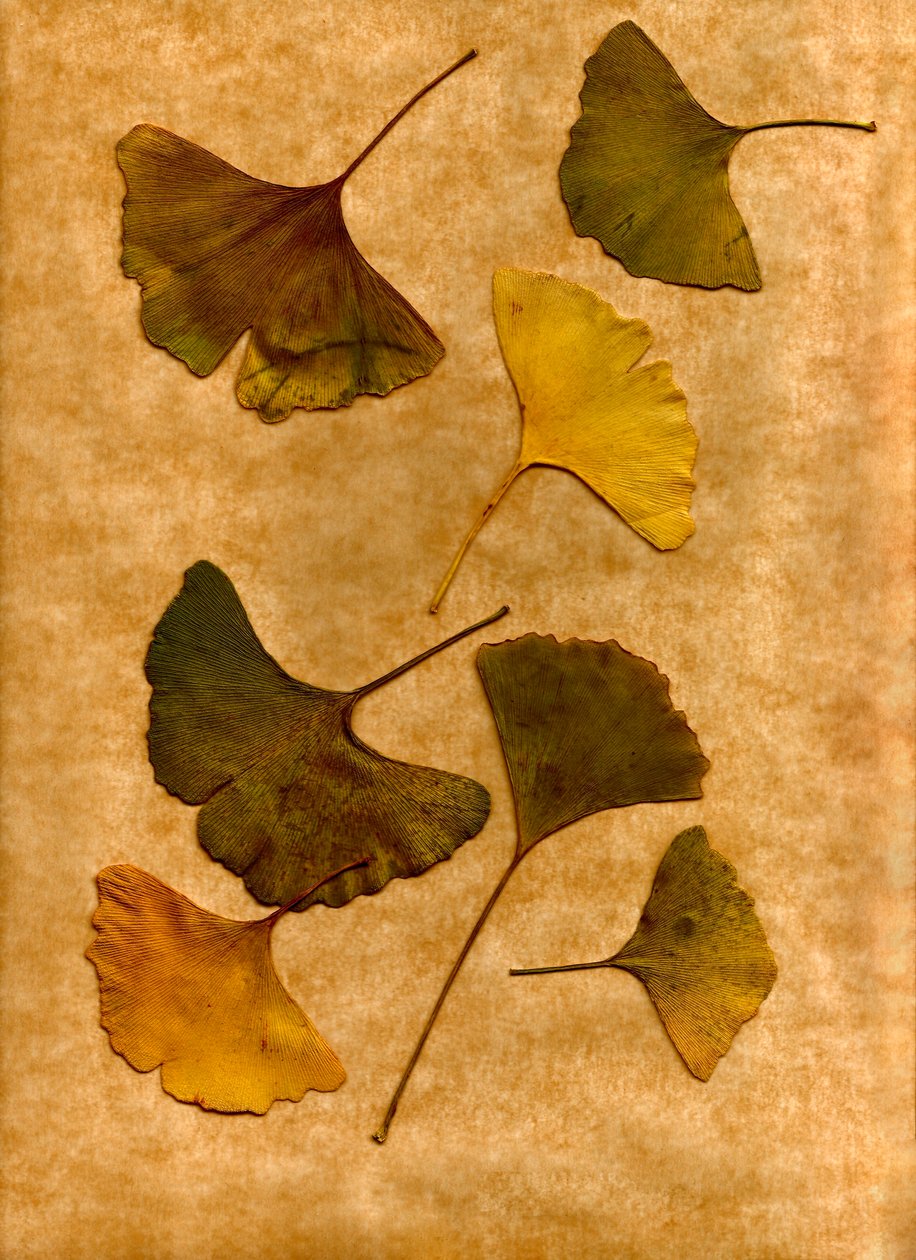 Ginkgo 2 by Antonius Antonius