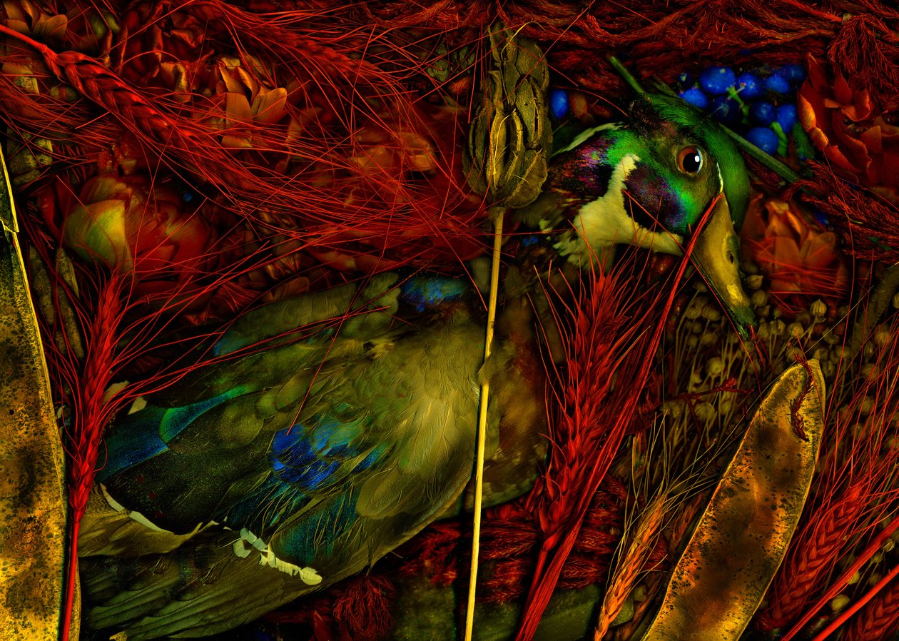 Magic Garden No.76, 2012 by Antonius Antonius