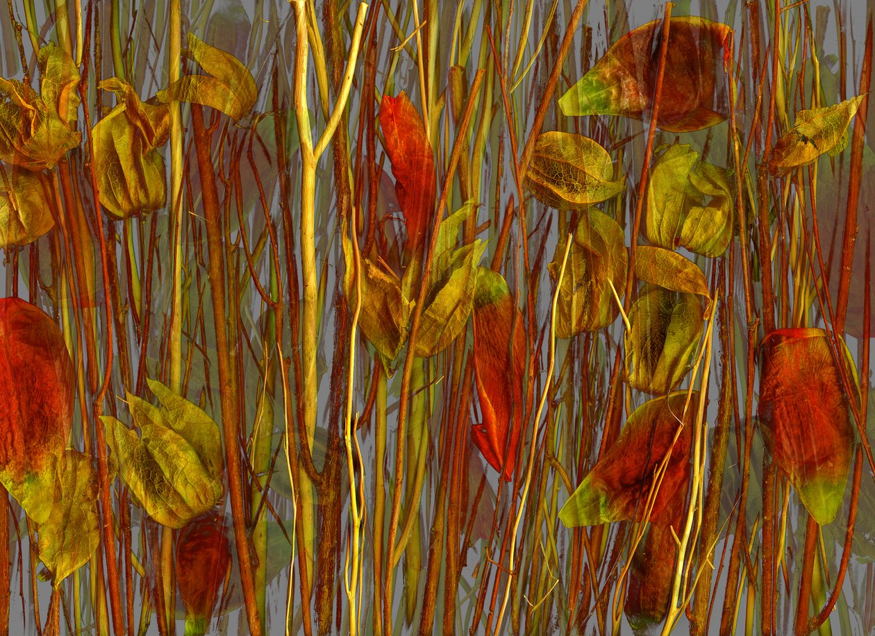 The Secret Wood, 2014 by Antonius Antonius