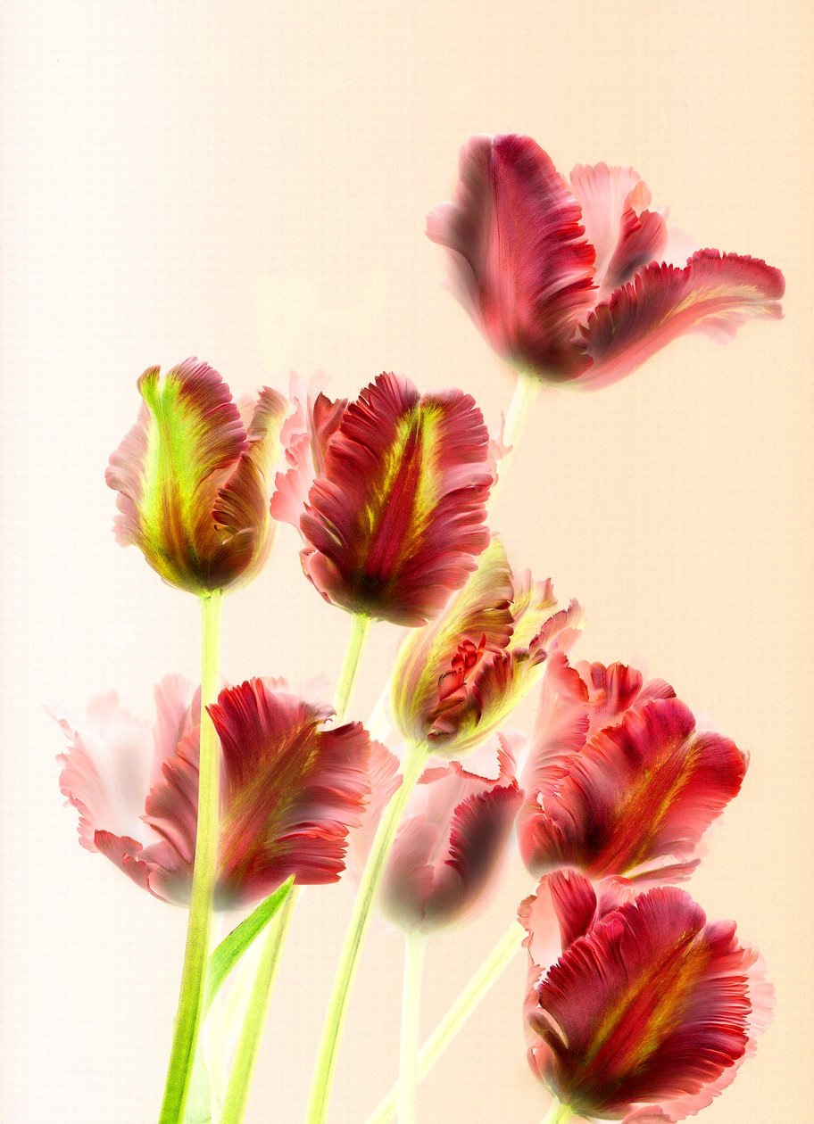 Tulips 13 by Antonius Antonius