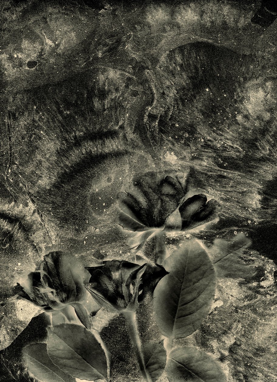 Mono Roses by Antonius Antonius