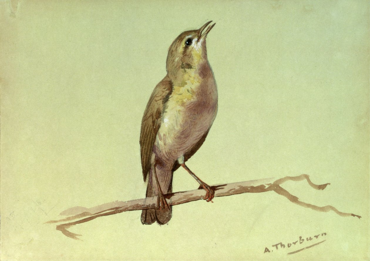 A Lark by Archibald Thorburn