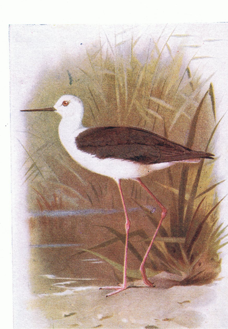 Black Winged Stilt, from Birds of the British Isles and Their Eggs published by Frederick Warne & Co Ltd, 1958 by Archibald Thorburn
