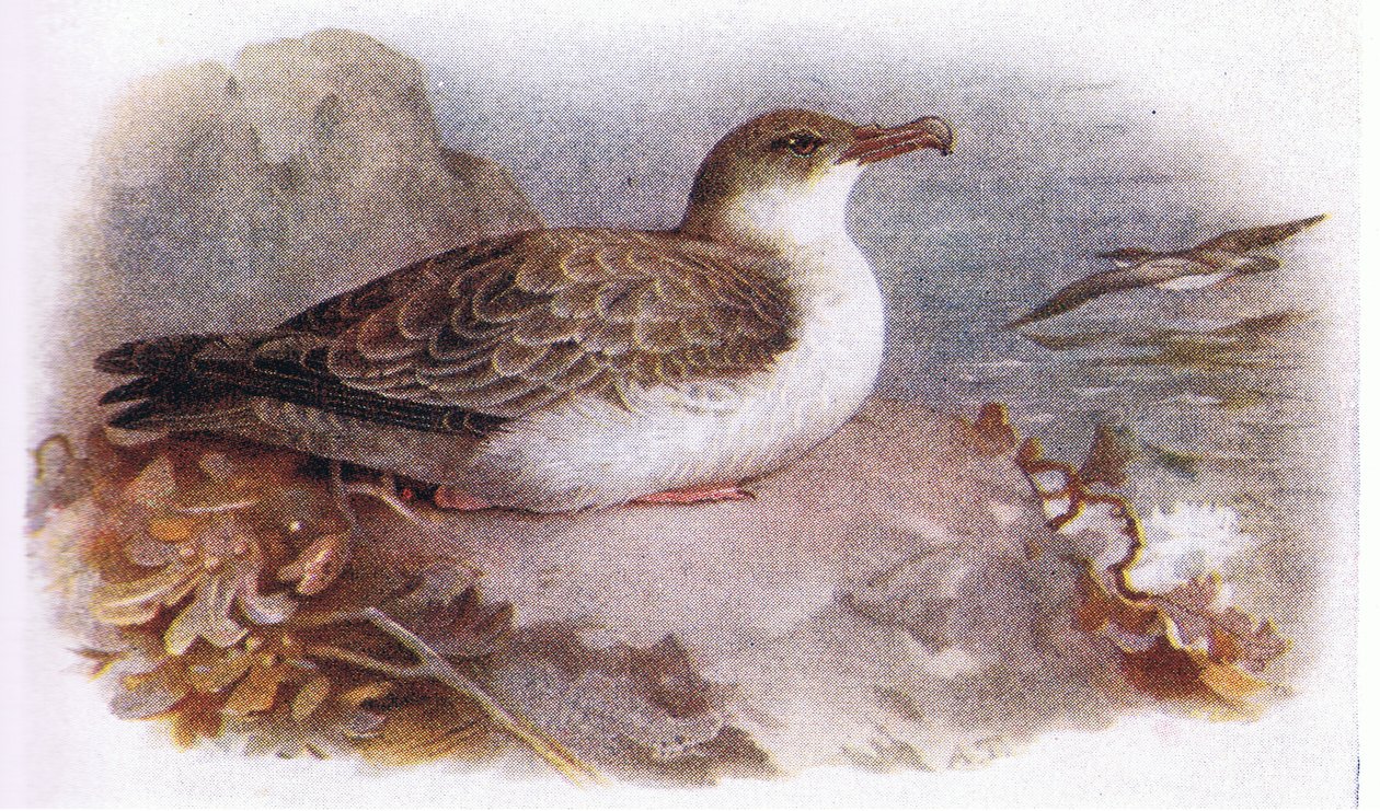 Great Shearwater by Archibald Thorburn