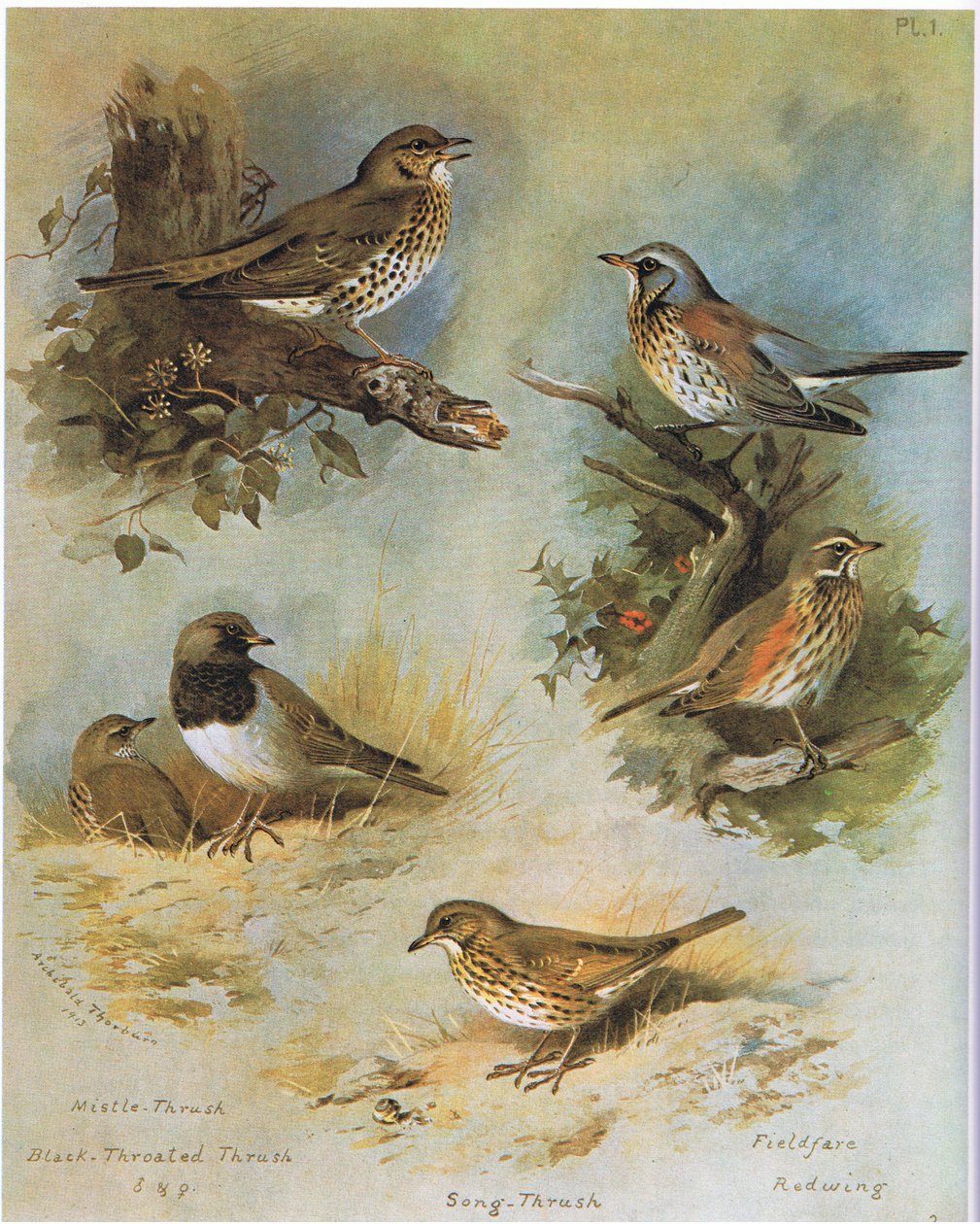 Mistle Thrush, Black Throated Thrush, Song Thrush, Fieldfare, Redwing by Archibald Thorburn