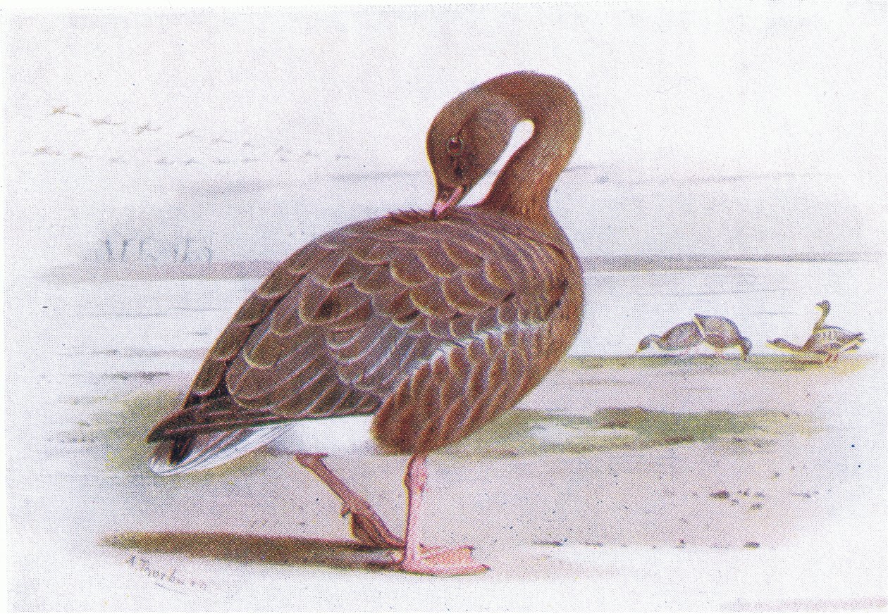 Pink Footed Goose by Archibald Thorburn