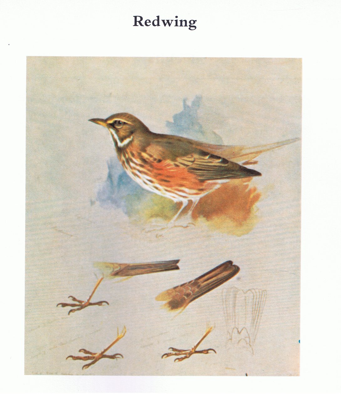 Redwing, pub. by Book Club Associates, 1972 by Archibald Thorburn