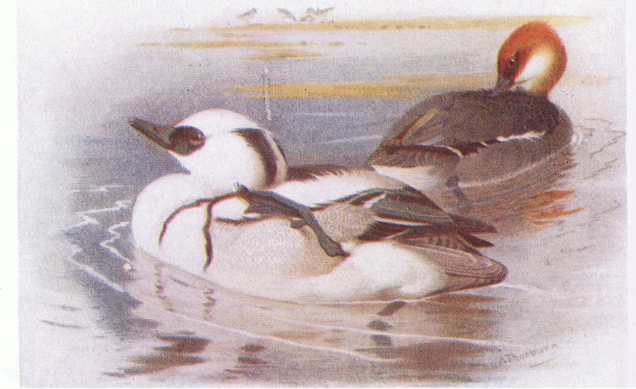 Smew by Archibald Thorburn