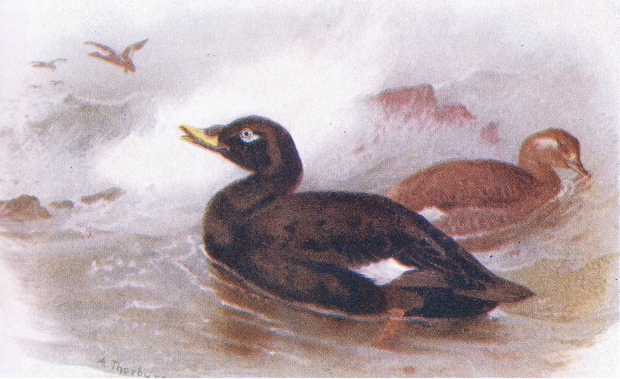 Velvet Scoter by Archibald Thorburn