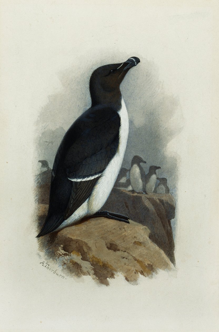 A Razorbill by Archibald Thorburn