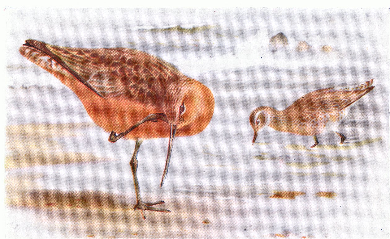Bar Tailed Godwit, from Birds of the British Isles and Their Eggs by Archibald Thorburn