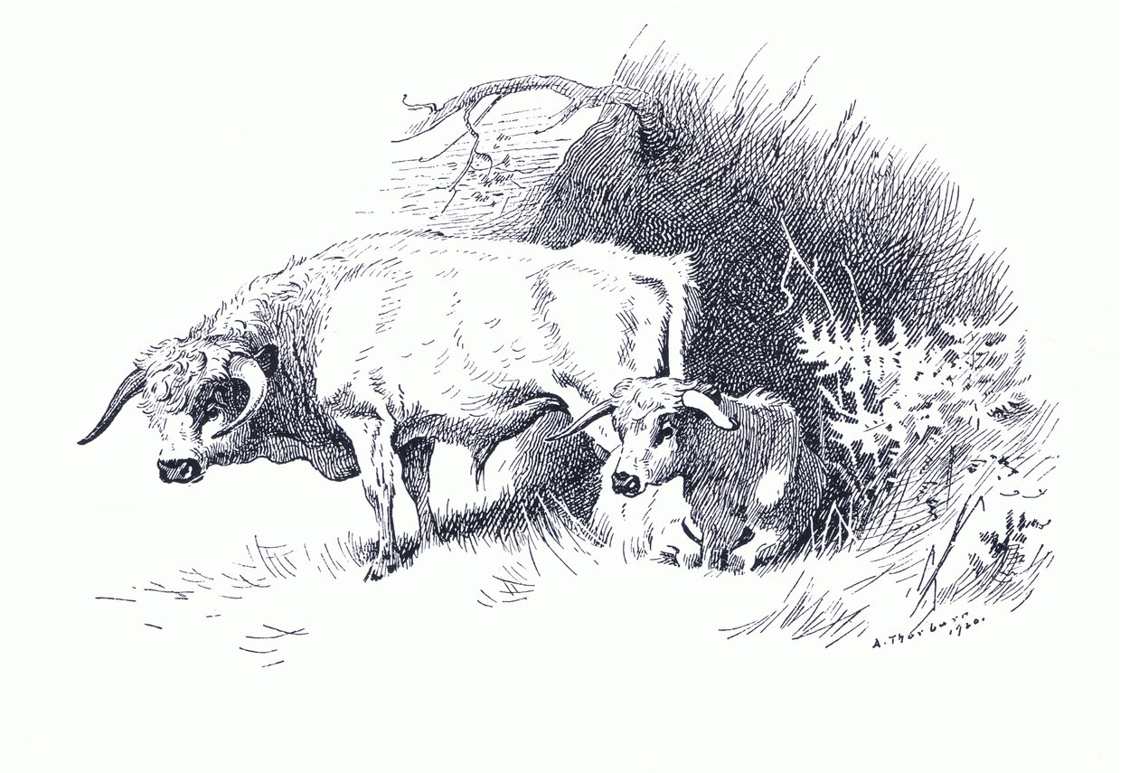 Cattle, from Thorburn