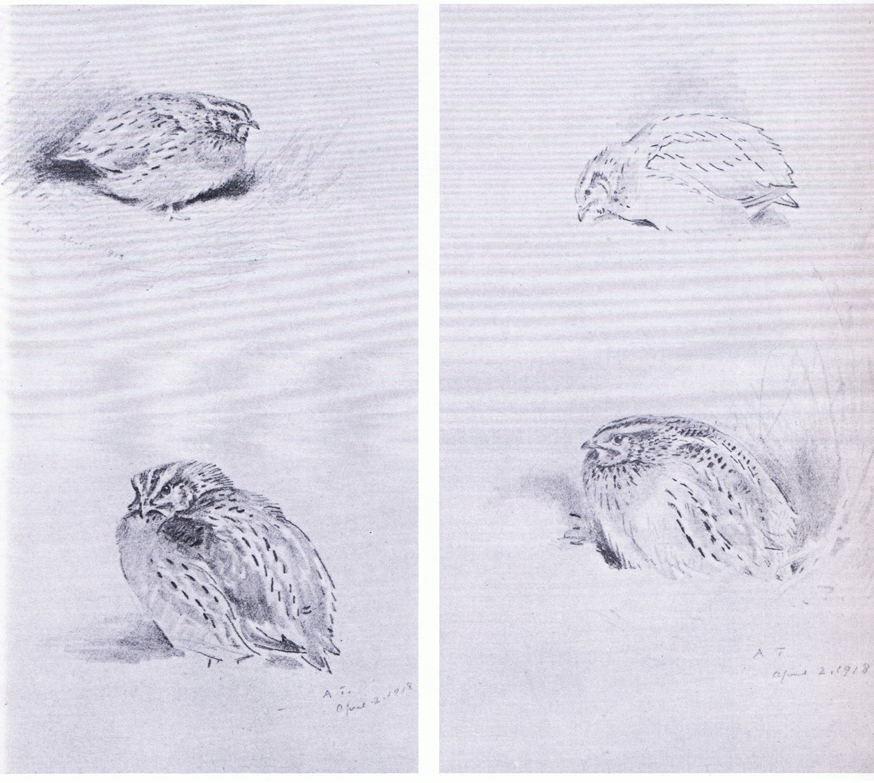 Common Partridge and Quail, pub. by Book Club Associates by Archibald Thorburn