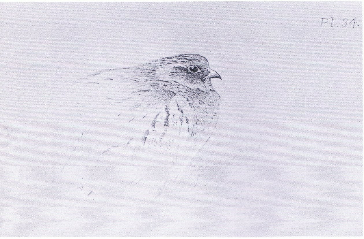 Common Partridge, pub. by Book Club Associates by Archibald Thorburn