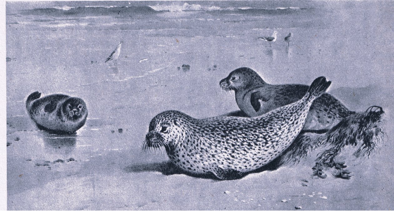 Common Seal, Nature in Britain published by Collins by Archibald Thorburn