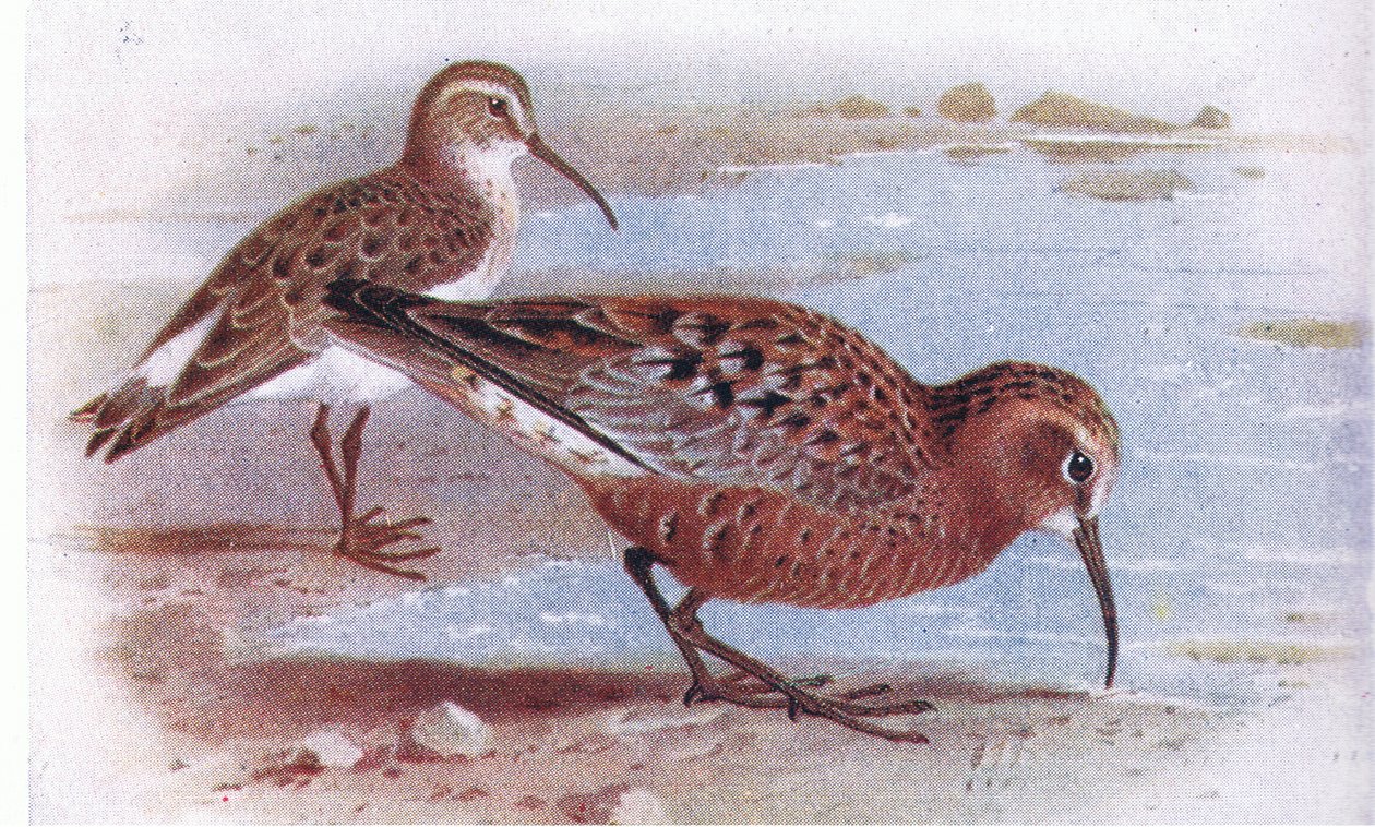 Curlew Sandpiper, from Birds of the British Isles and Their Eggs by Archibald Thorburn