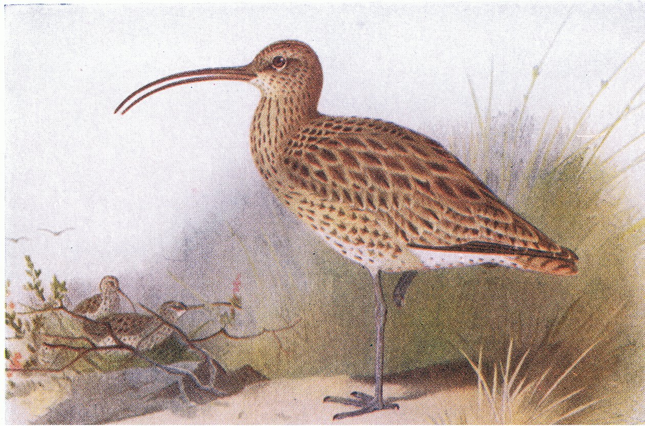 Curlew, from Birds of the British Isles and Their Eggs by Archibald Thorburn
