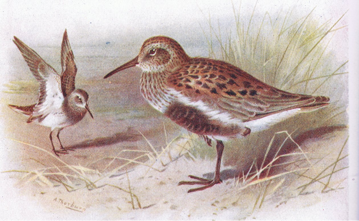 Dunlin (summer and winter), from Birds of the British Isles and Their Eggs by Archibald Thorburn
