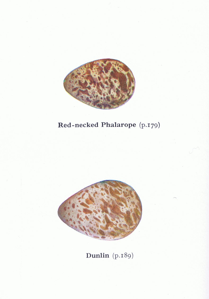 Eggs: Red Necked Phalarope and Dunlin, from Birds of the British Isles and Their Eggs by Archibald Thorburn