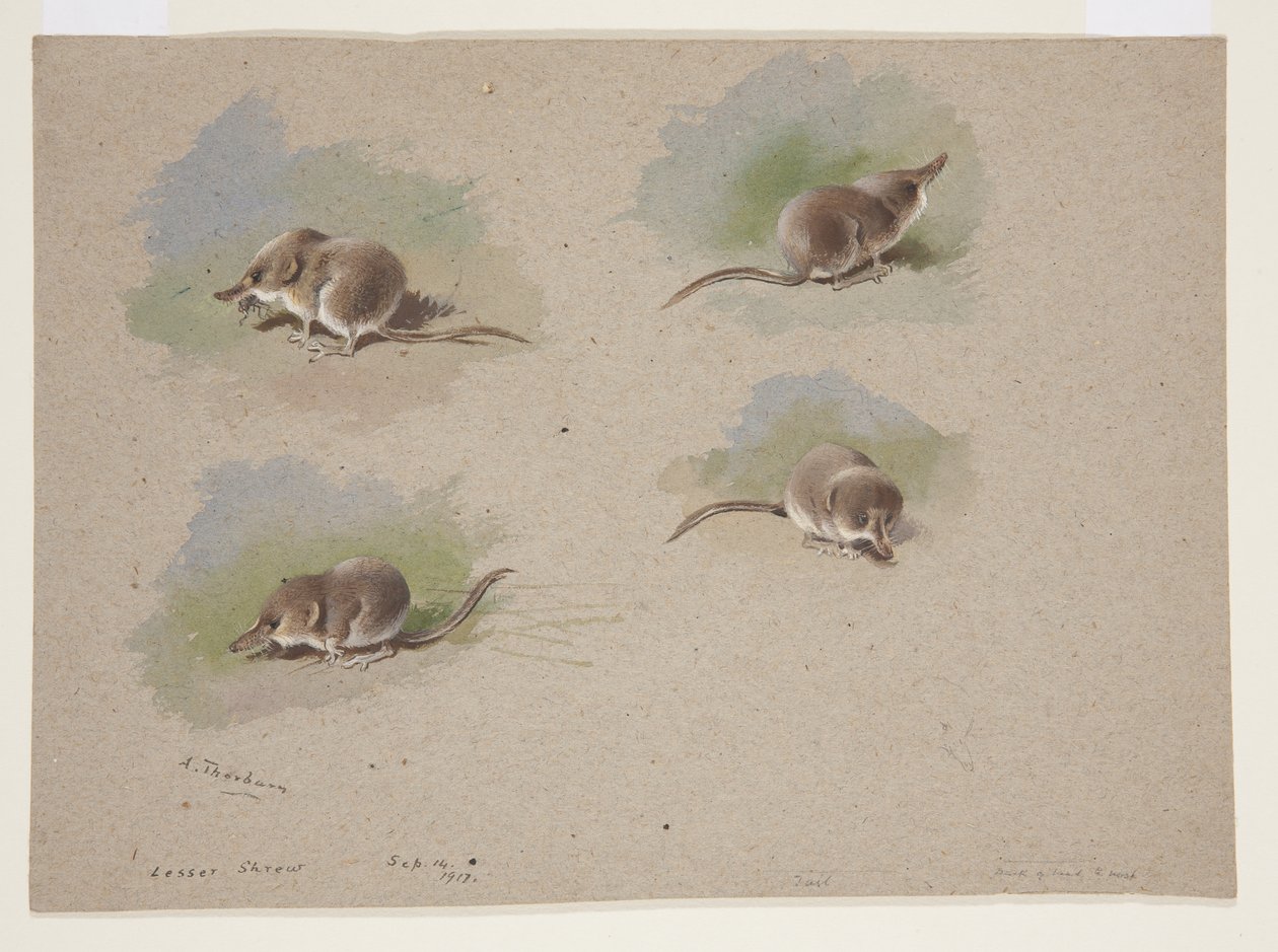 Four vignettes of lesser shrew, c.1915 by Archibald Thorburn