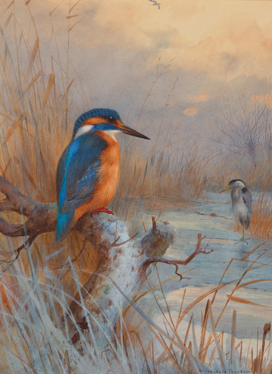 Frozen Out - Fishers: Kingfisher and Heron in a Winter Landscape by Archibald Thorburn