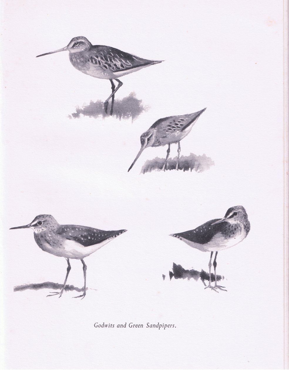 Godwits and Green Sandpipers by Archibald Thorburn
