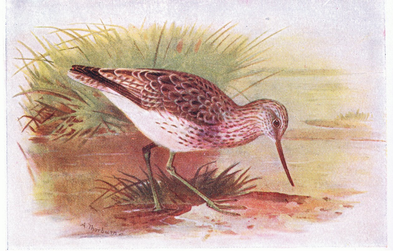 Greenshank, from Birds of the British Isles and Their Eggs by Archibald Thorburn