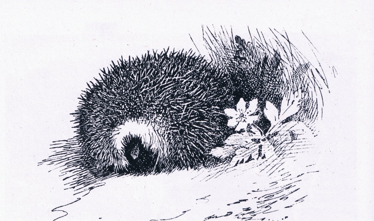 Hedgehog, Nature in Britain by Archibald Thorburn