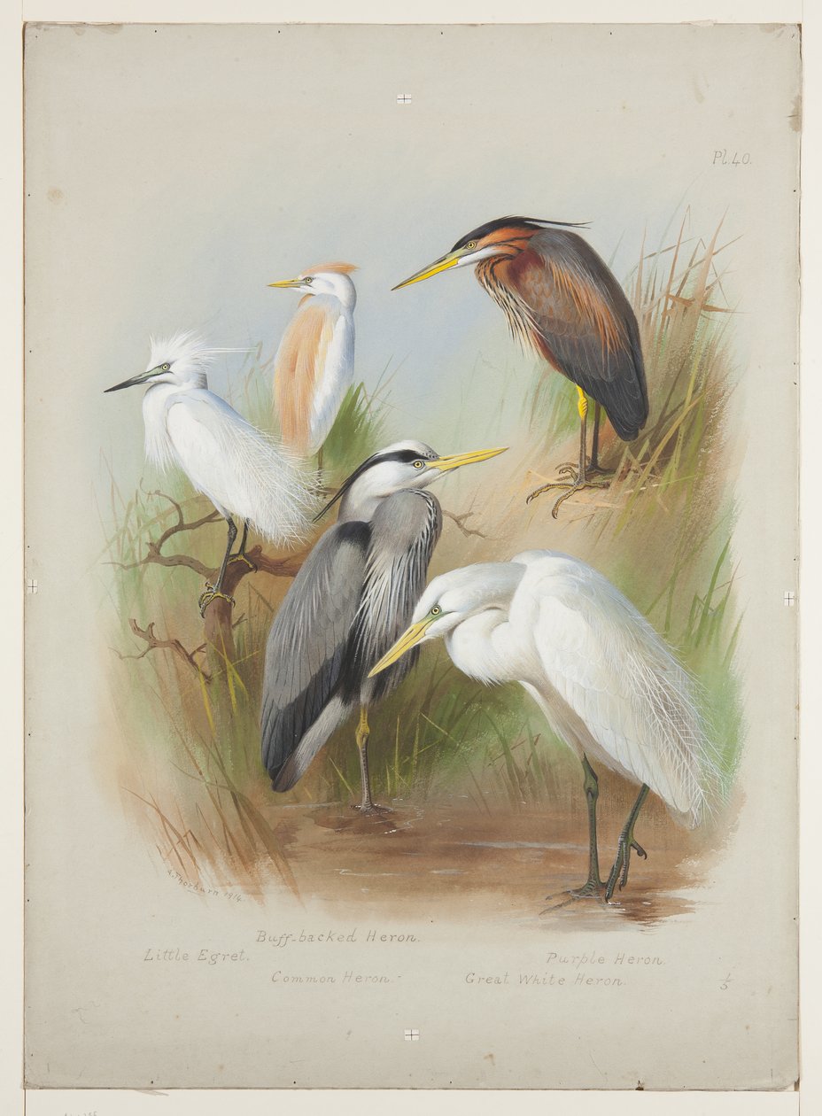 Herons and Egret, c.1915 by Archibald Thorburn