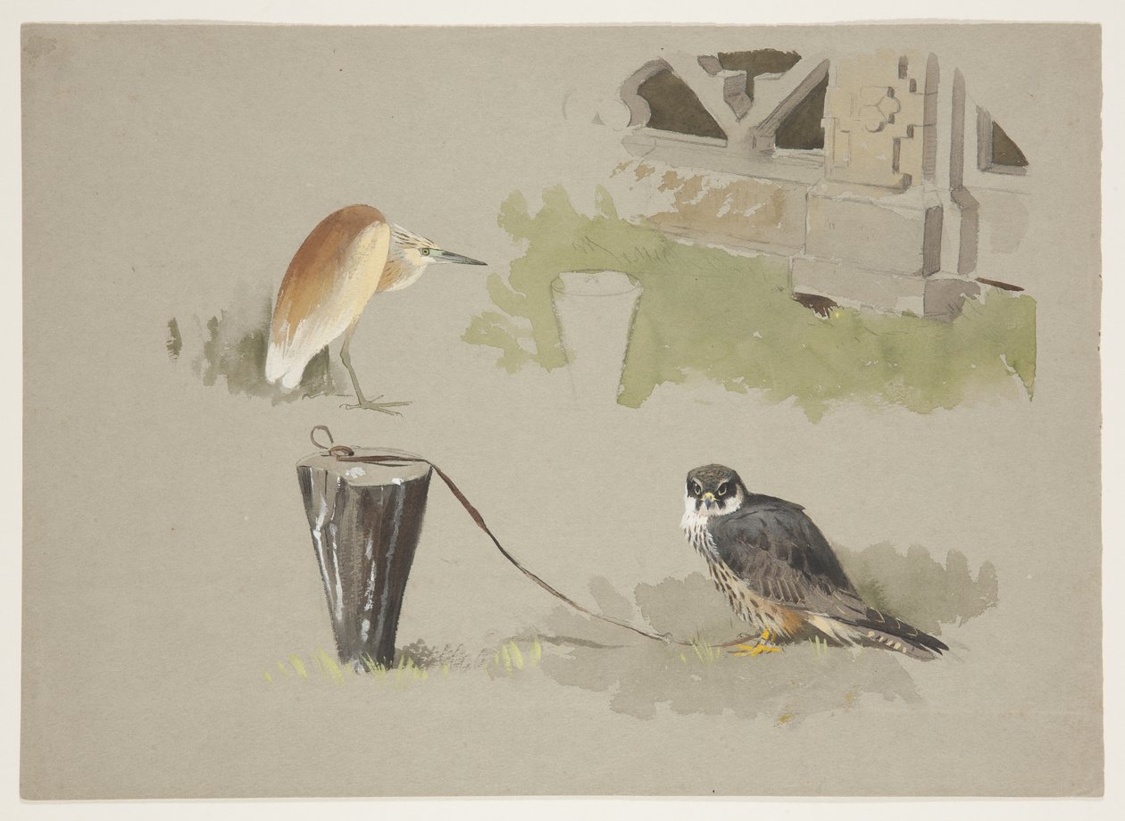 Hobby male tethered and squarro heron, c.1915 by Archibald Thorburn